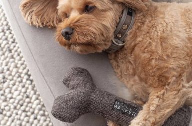 Sophisticated Dog Gear + Toys by Molly Barker