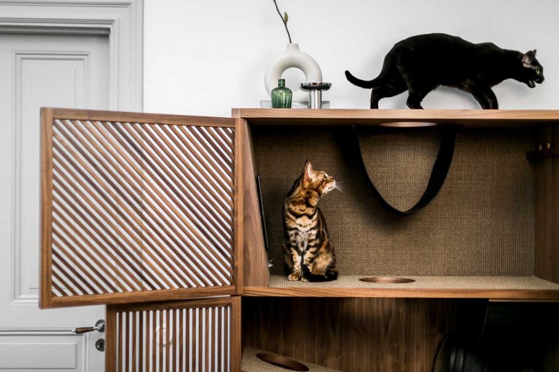 cats playing in The Cat Flat modern cat house