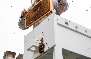 Bee Hive Allows You to Save the Bees From Your Own Backyard