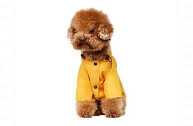 Stylish Outerwear for Dogs from The Painter's Wife