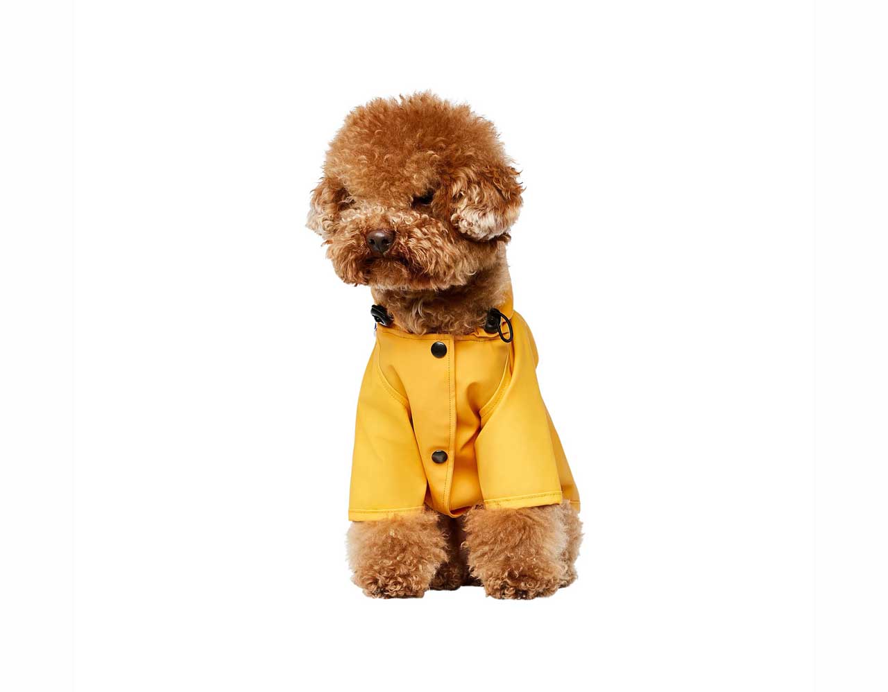 Stylish Outerwear for Dogs from The Painter’s Wife
