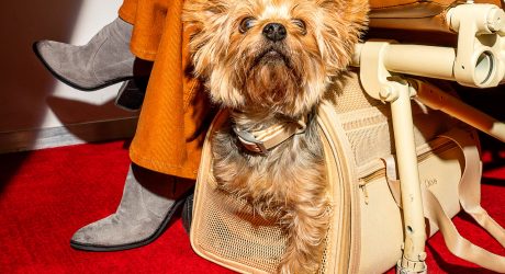 Wild One Launches a TSA-Approved Pet Travel Carrier