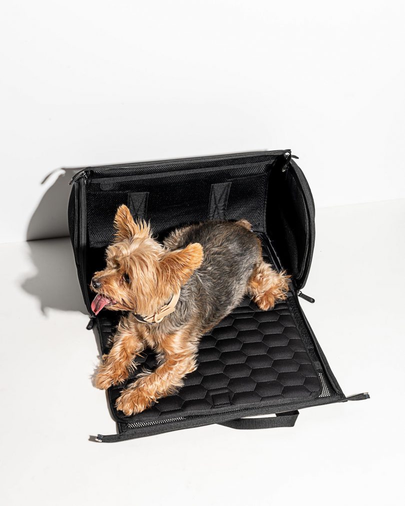 wild one travel pet carrier