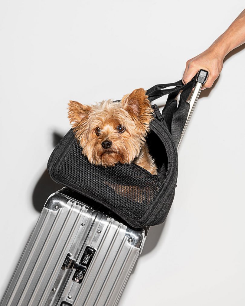wild one travel pet carrier