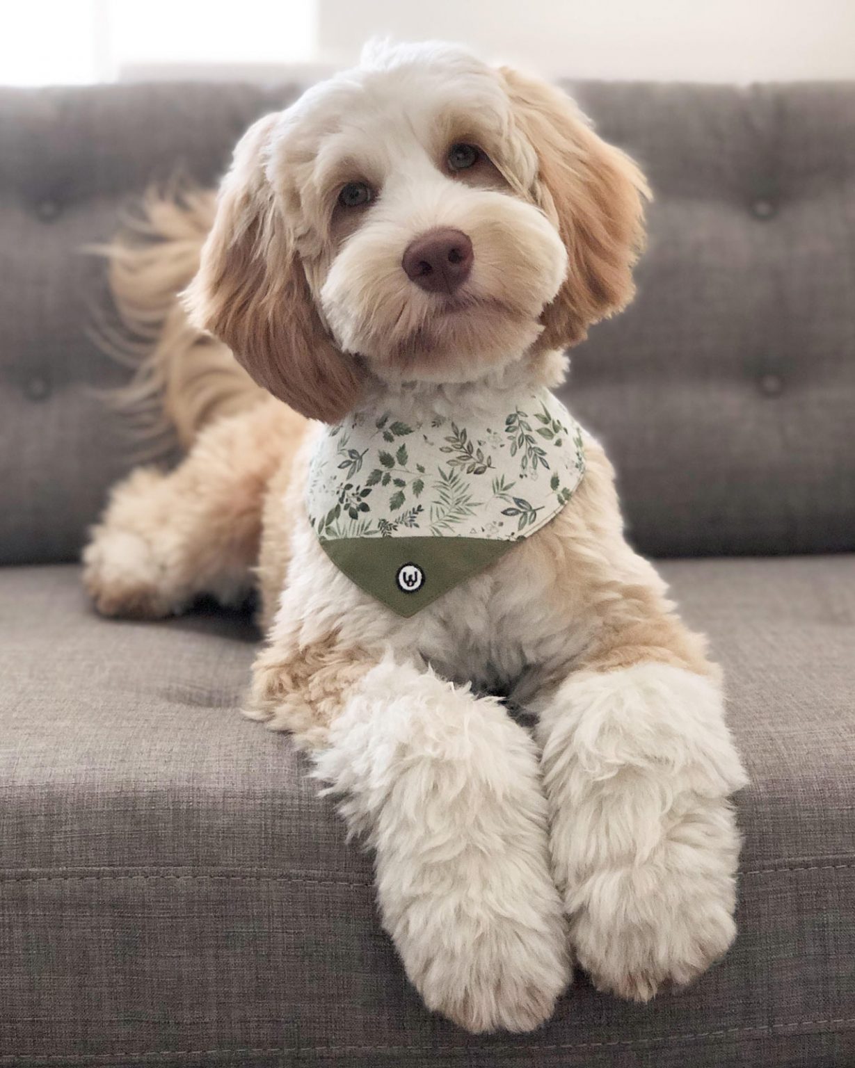 Eat Play Wag Brings a Stylish Aesthetic to Dog Gear