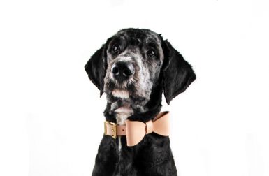 Gianni Cooling Gives a Modern Slant on Dog Gear