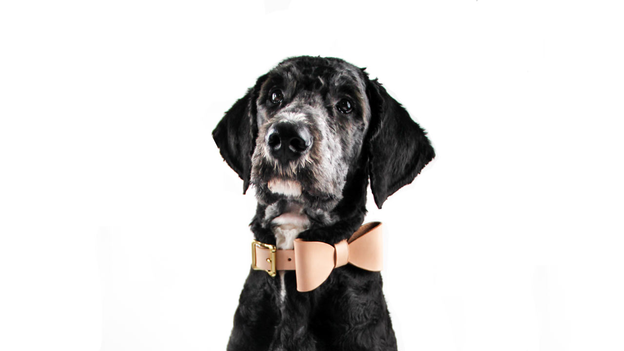 Gianni Cooling Gives a Modern Slant on Dog Gear