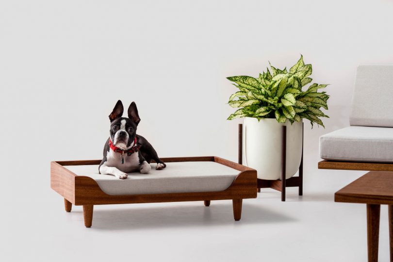 Modernica Announces the Case Study Furniture® Solid Wood Pet Daybed