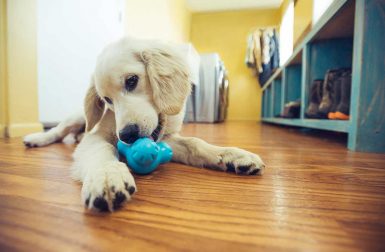 Keep Your Dog Occupied with Treat Toys From West Paw