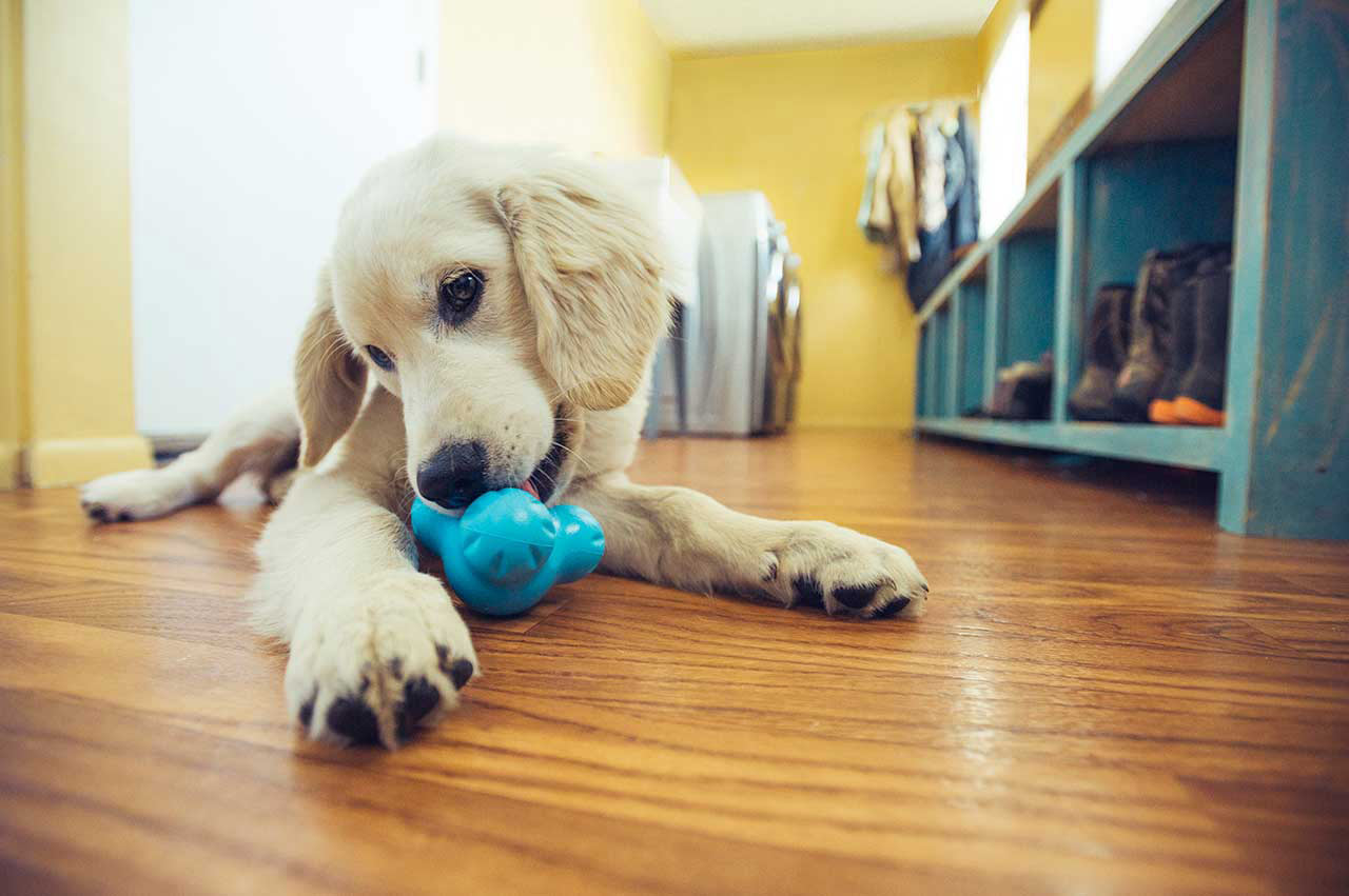 Keep Your Dog Occupied Treat Toys From Paw