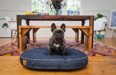 Nice Digs Makes Modern Lifestyle Goods for Discerning Pet Owners