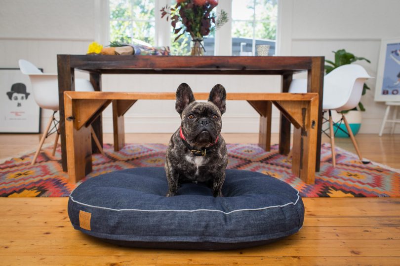 Nice Digs Makes Modern Lifestyle Goods for Discerning Pet Owners