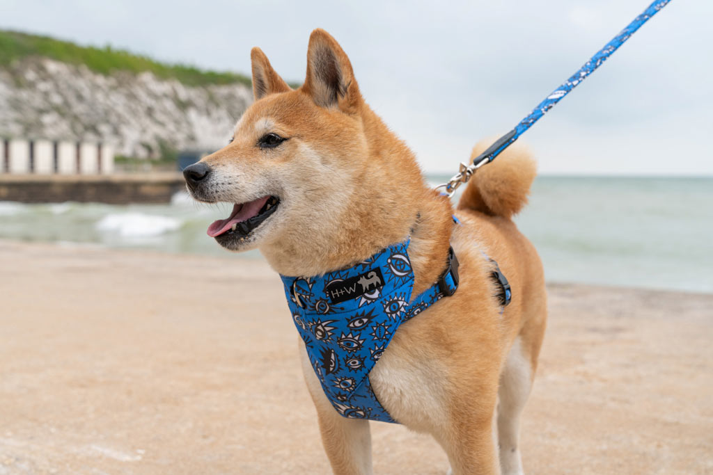 Hiro + Wolf Make Vibrant British-Made Products for Pets