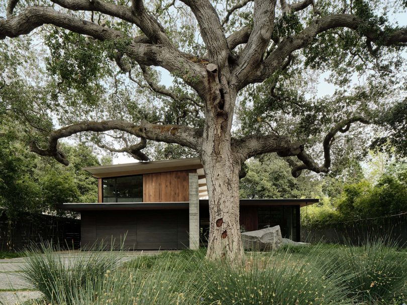 The Sanctuary House Floats Above Ground to Preserve Trees