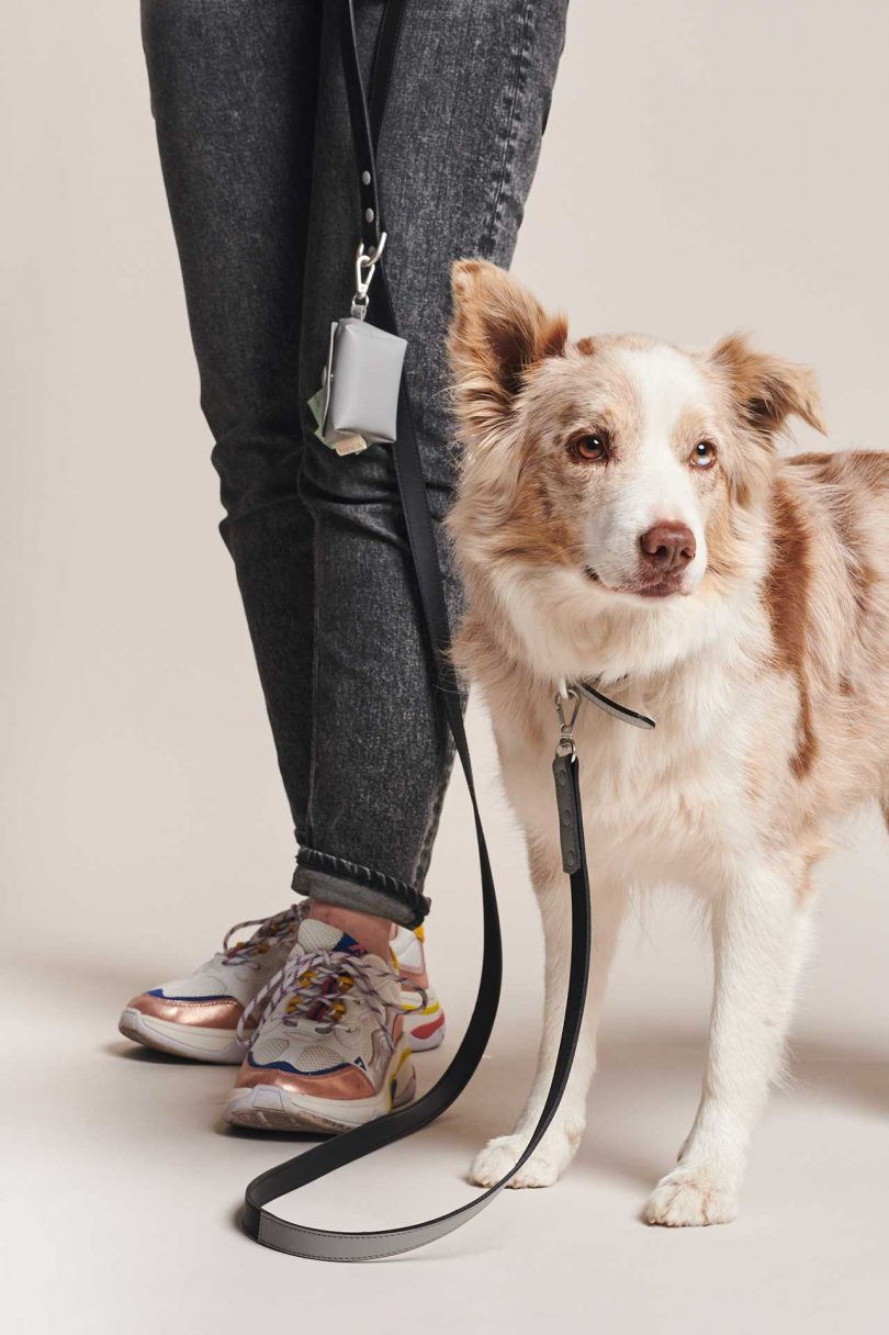 Take Your Pup on a Walk with This Pawness Walk Kit