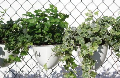 Plant Seads Turns Chain Link Fence Into Vertical Gardens
