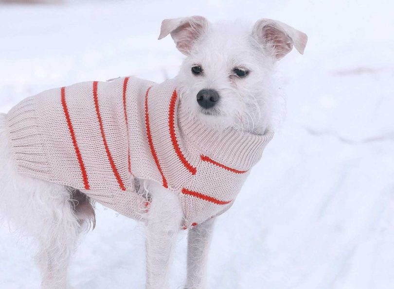 7 Modern Dog Outerwear Options To Keep Them Warm