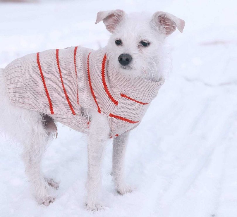 7 Modern Dog Outerwear Options To Keep Them Warm
