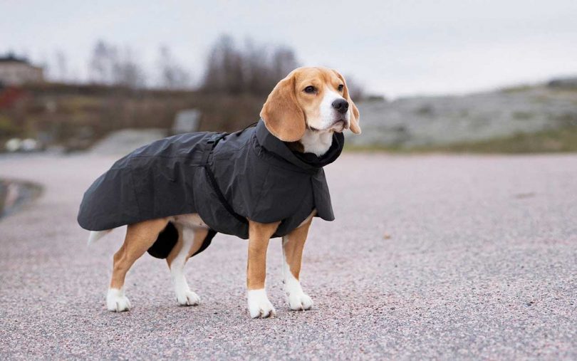 Dog wearing PAIKKA Visibility Raincoat