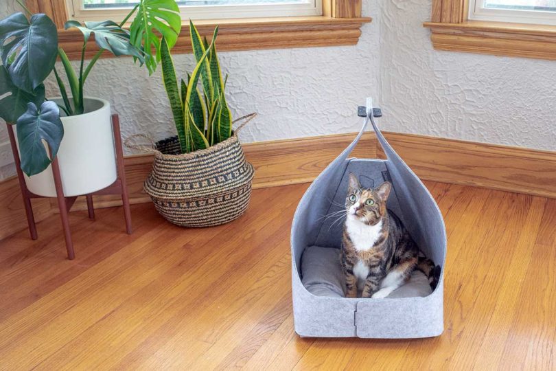 Up Your Pet’s Nap Game With a Cozy New Bed