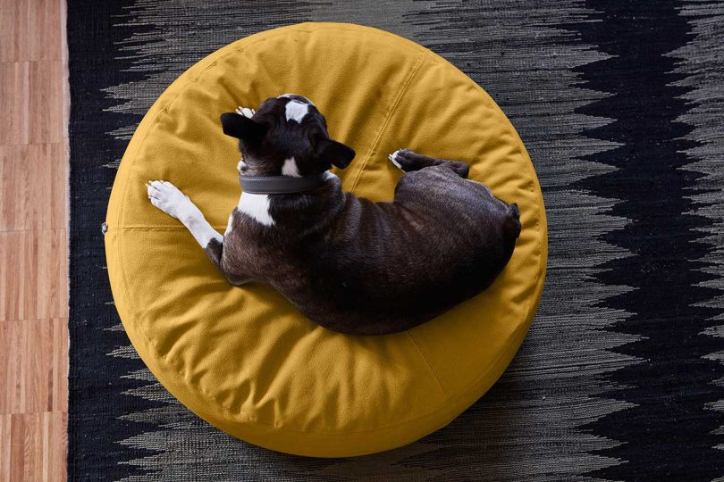 dog curled up on pet bed