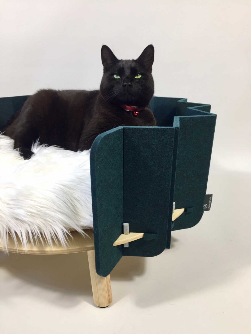 cat sitting in pet bed