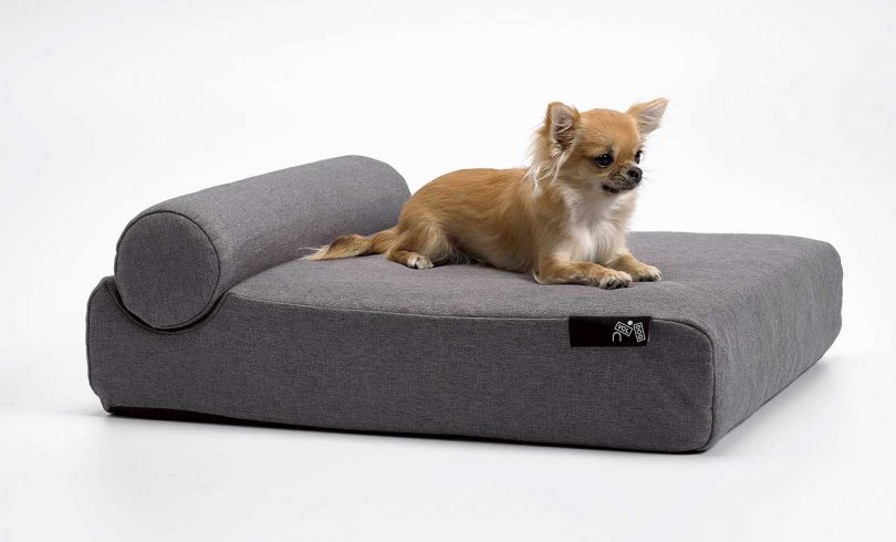 Pet bed with small dog resting