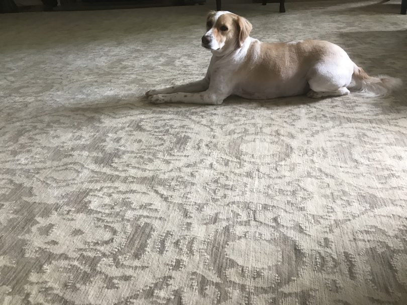 dog laying down on carpet