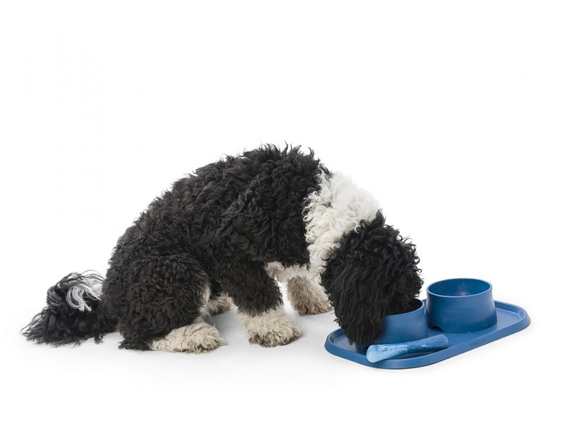 dog eating from blue bowls and mat on white background