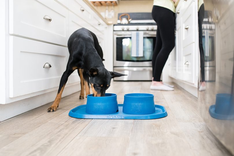 Doberman eating from blue bowls and blue mat in kitchen