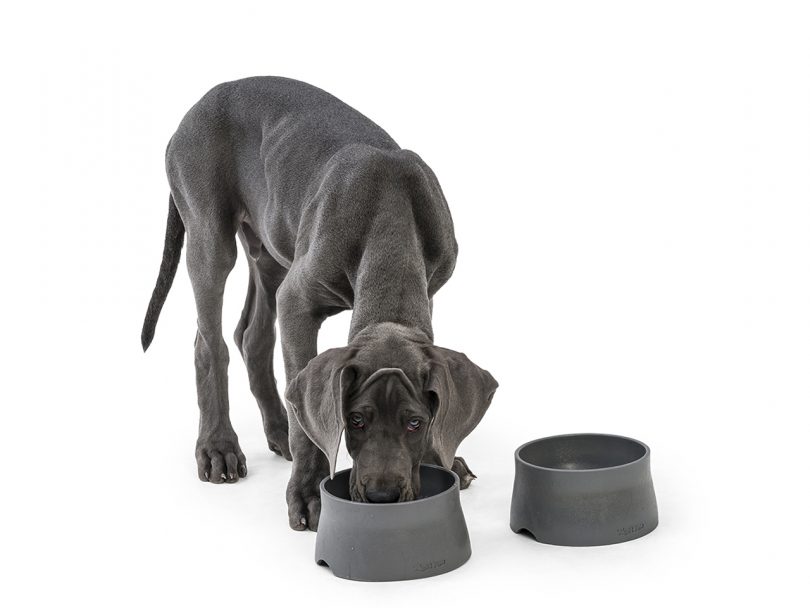 Great Dane eating from grey bowls on white background