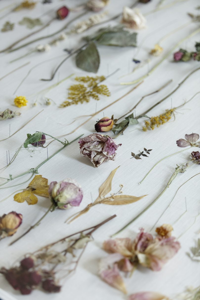 collection of dried flowers on white surface
