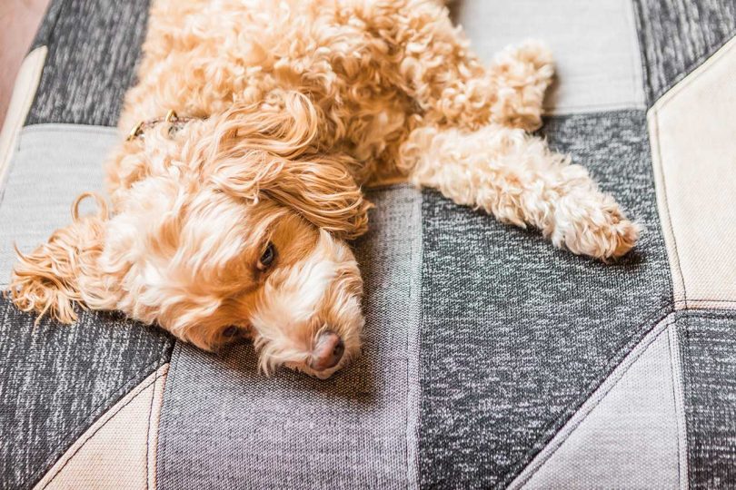 dog on a ReMade dog bed