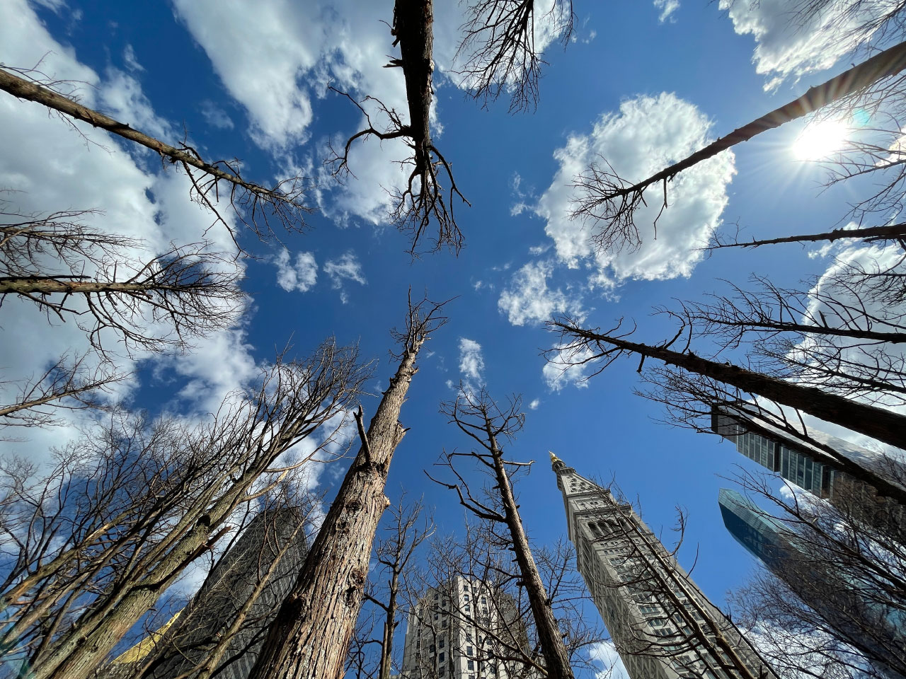 Maya Lin Plants a ‘Ghost Forest” in the Middle of Manhattan