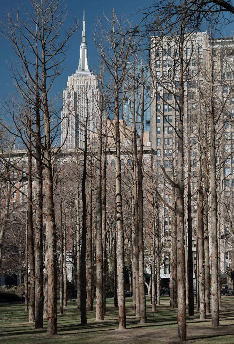 Ghost Forest with Empire State Building