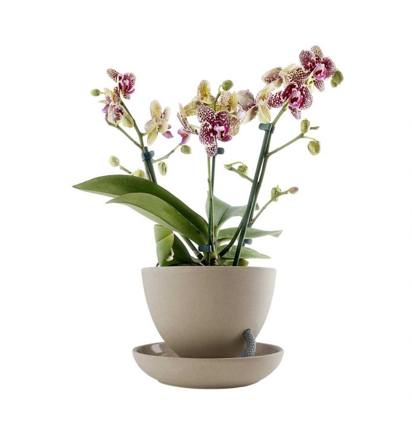 sand colored self-watering flowerpot with orchid planted in it