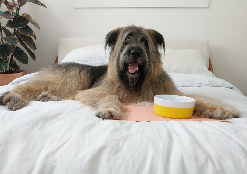 dog on a bed with the waggo dipper bowl