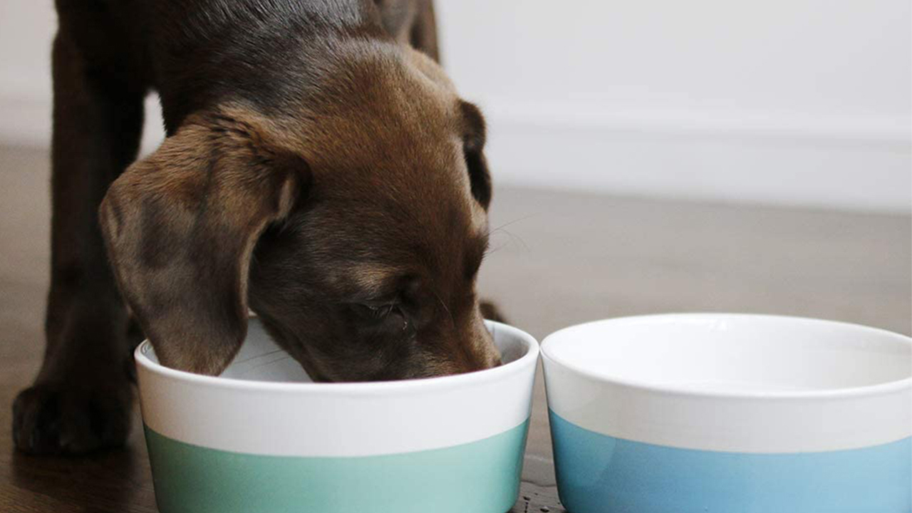 These Modern Pet Products From Waggo Are Dog + Designer Approved