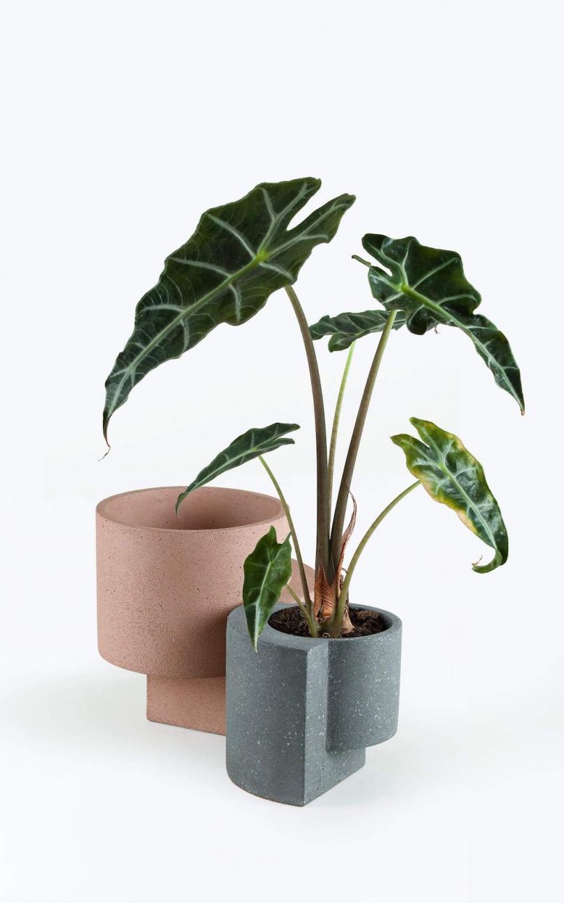 minimalist planter