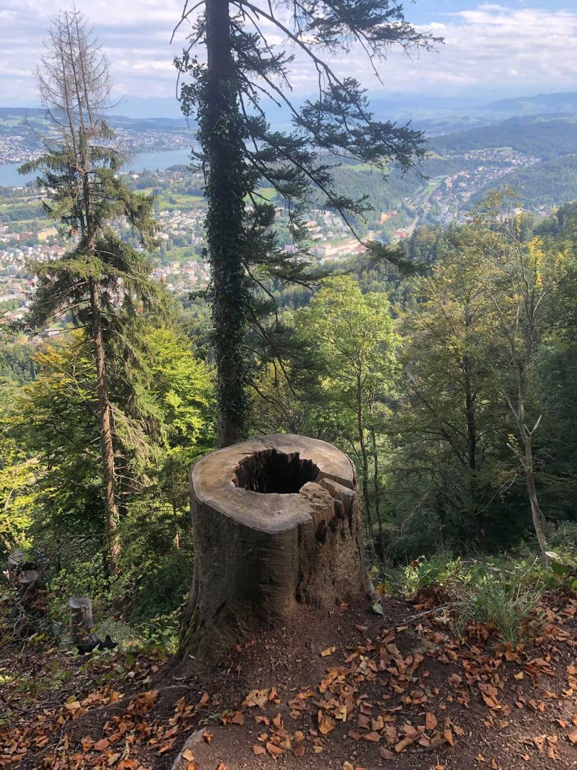 woodsy mountain setting with trees and hollowed out stump