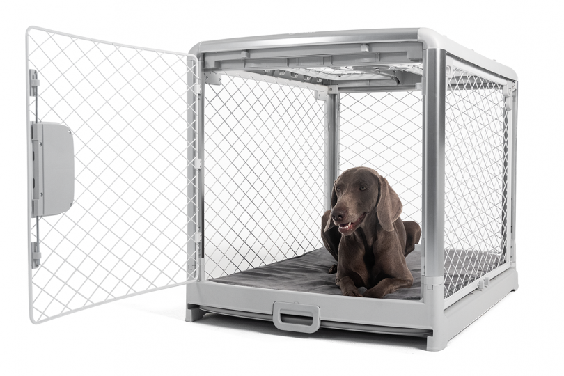 large brown dog laying inside dog crate on white background
