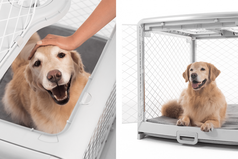 side by side images of yellow dog in large dog crate on white background
