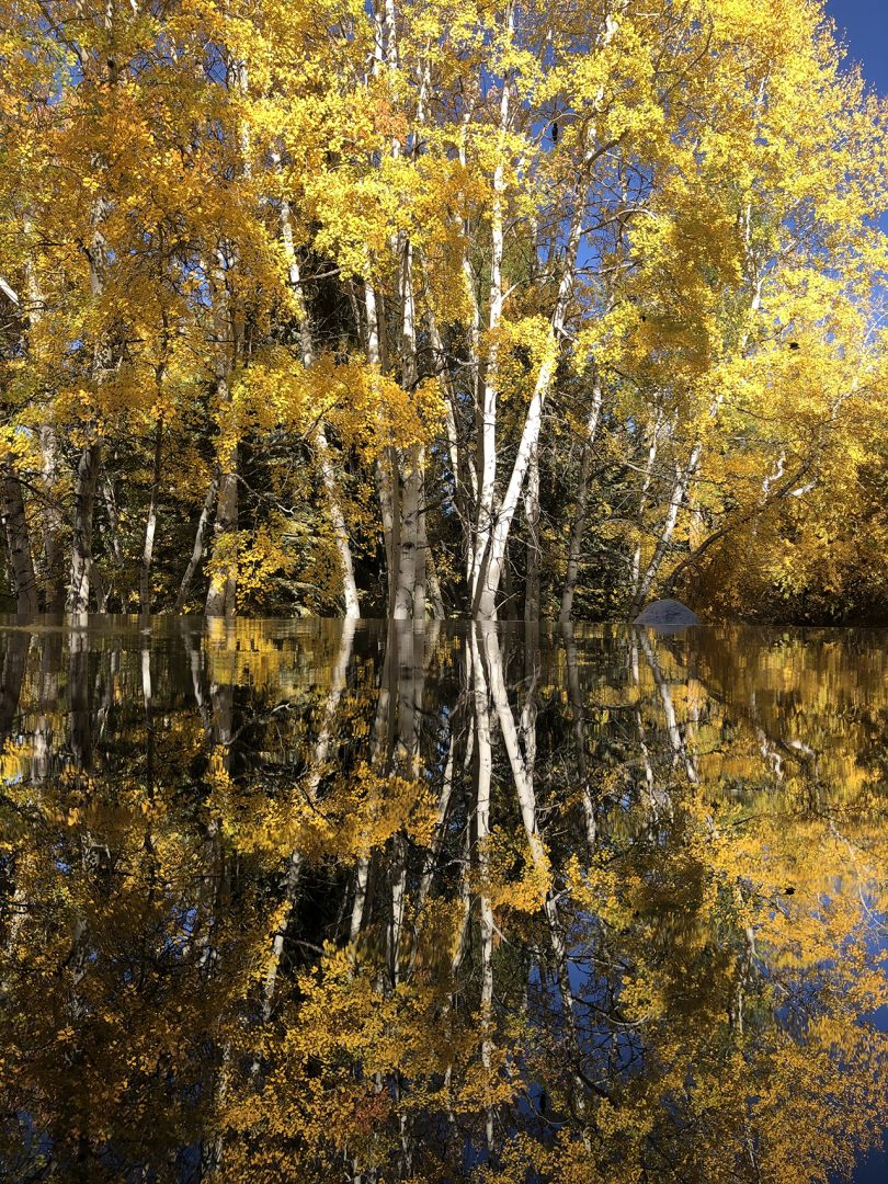 mirrored image of colorful yellow trees reflected in water