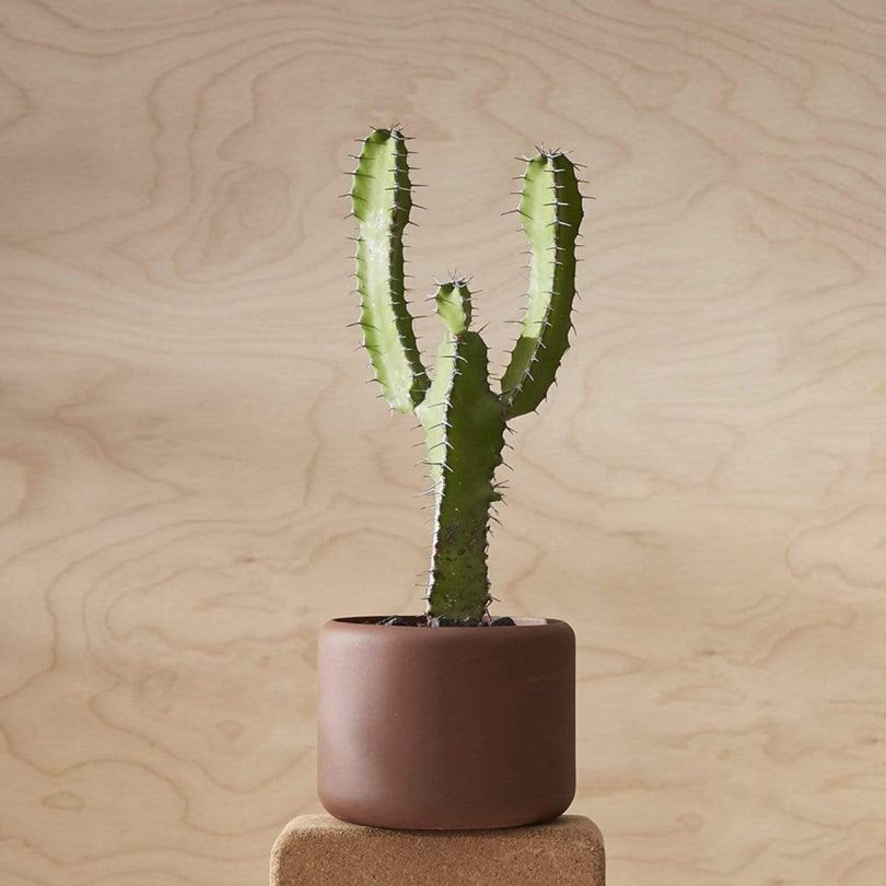 Aaron Probyn Small BOTANY Plant Pot in Terracotta with a cactus inside on a natural wood toned background