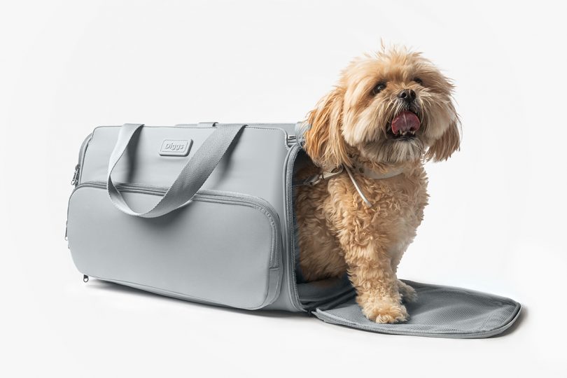tan dog emerging from grey pet carrier