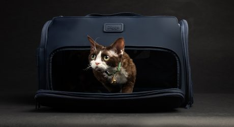 Bring Your Pet Along Safely With Diggs’ Passenger Carrier