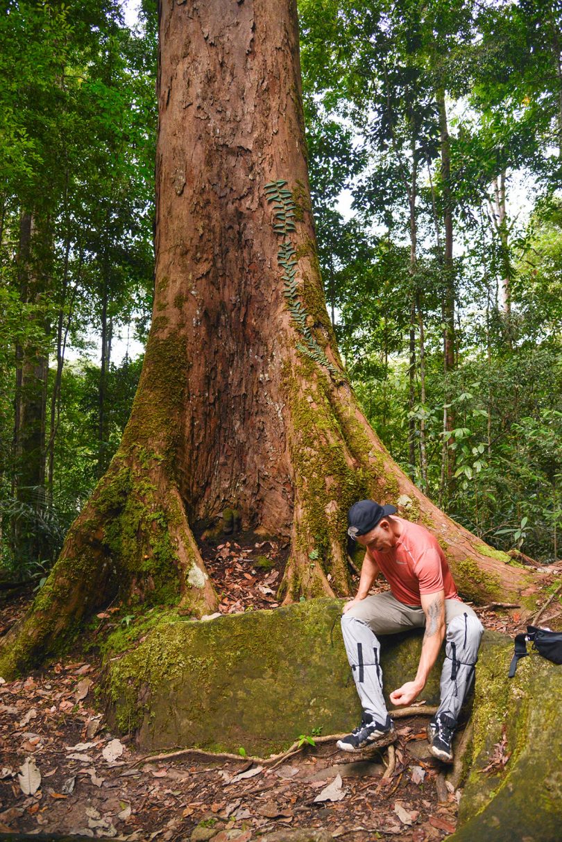 man sitting at the base of a large tree