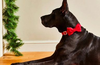 The Best Modern Holiday Gifts for Pets + Pet Lovers