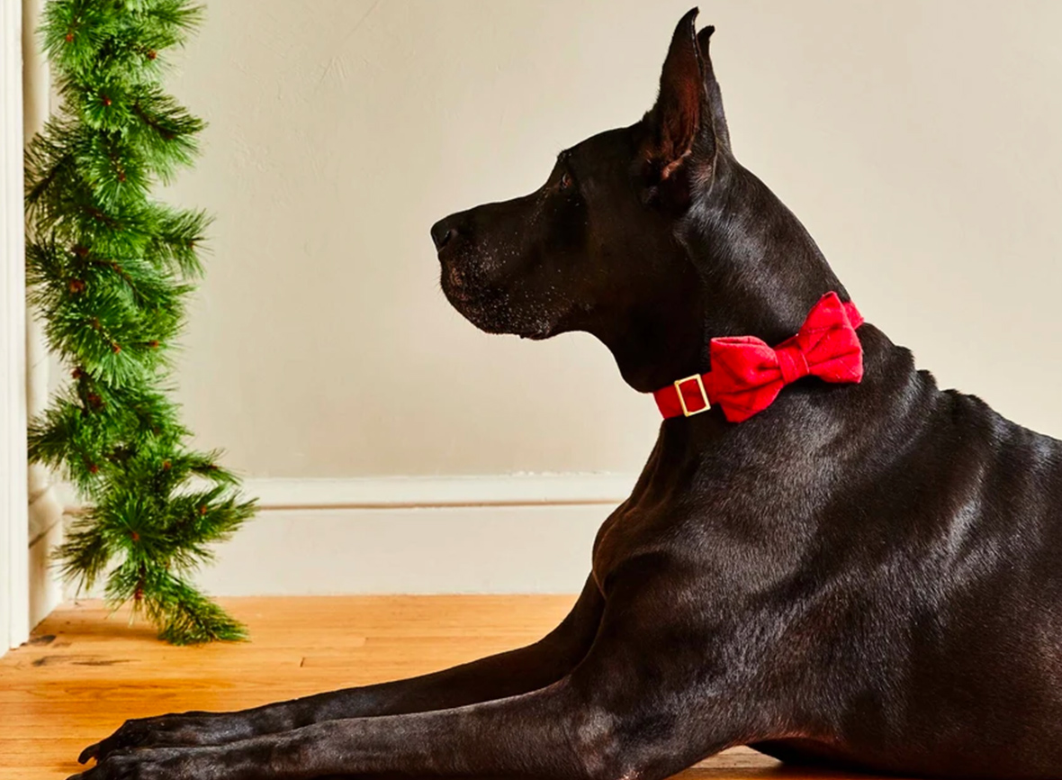 The Best Modern Holiday Gifts for Pets + Pet Lovers