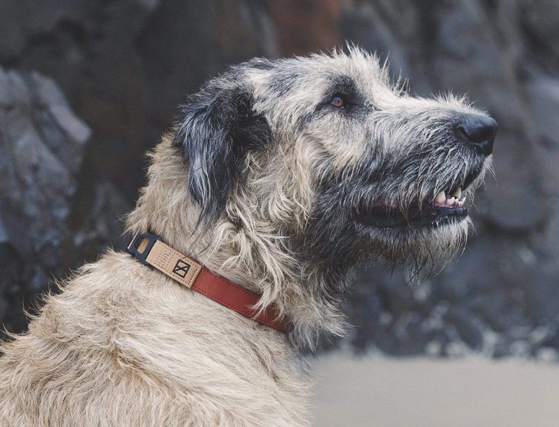 Terracotta Dog Collar by Herzog 